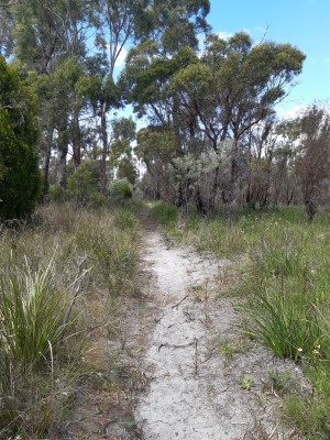 Ada Street Reserve bush track